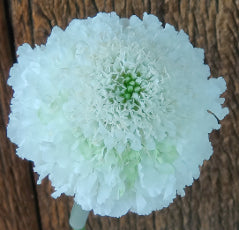 Scabiosa Focal White 50 Cm