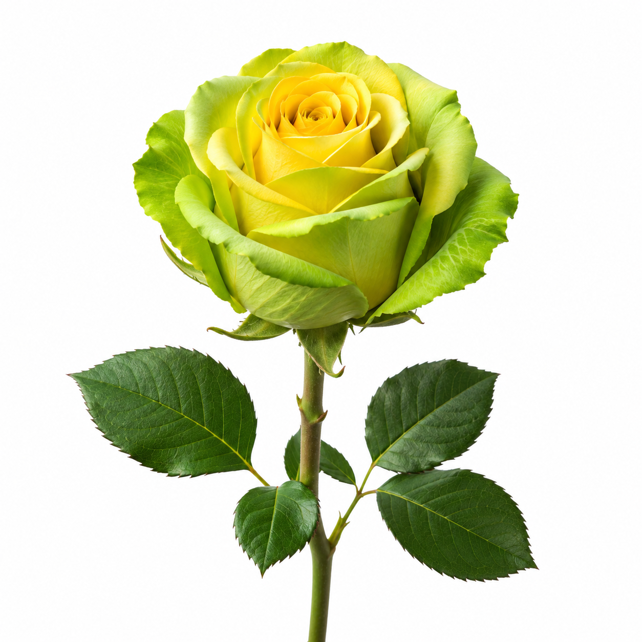Rose yellow