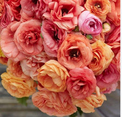 Ranunculus Elegance Salmon Mix 35/45 Cm
