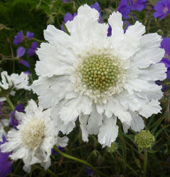Scabiosa Caucasian White 50 Cm