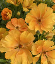 Ranunculus Butterfly Charis Pale Orange 60/70 Cm