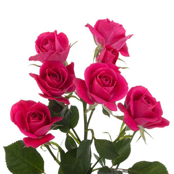 compare product Spray Rose 50cm Dark Pink Alicia