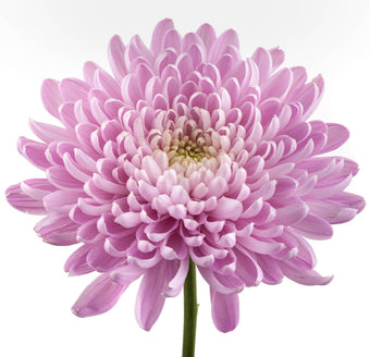 compare product Cremon Lavender Aljonka Dark
