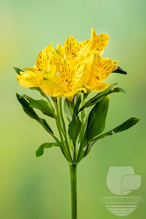 Alstroemerias Yellow Bellastar Fancy
