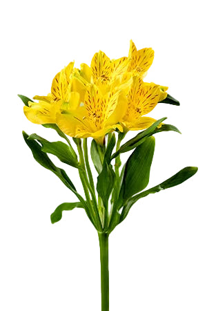 compare product Alstroemerias Yellow Bellastar Select