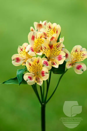 compare product Alstroemerias Bicolor Bali Fancy