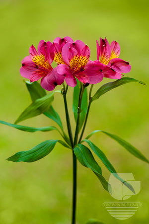 Alstroemerias Hot Pink Bordeaux Fancy