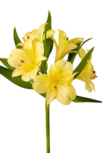compare product Alstroemerias Yellow Cheesecake Select