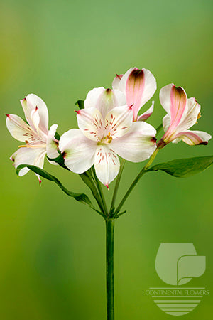 compare product Alstroemerias Peach Champagne Fancy