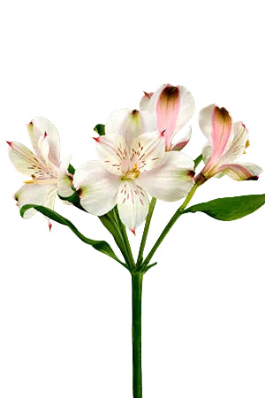Alstroemerias Peach Champagne Select