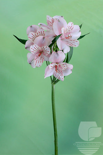 Alstroemerias Peach Canyon Fancy
