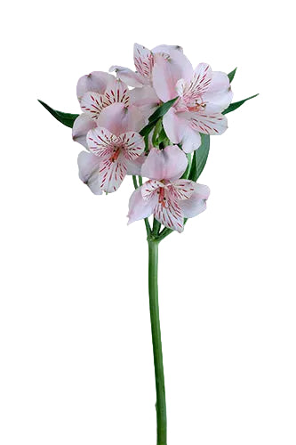 compare product Alstroemerias Peach Canyon Super Select