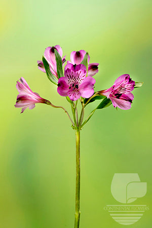 compare product Alstroemerias Purple Cote D Azur Select