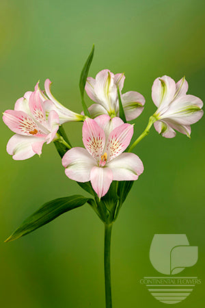 Alstroemerias Pink Dubai Super Select