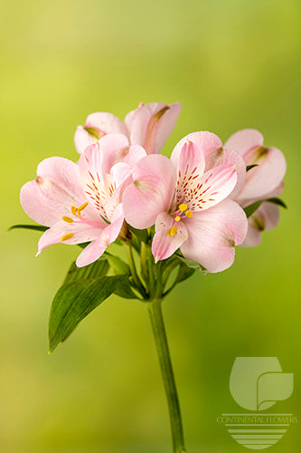 Alstroemerias Pink Fifi Select