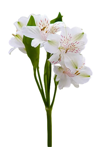 compare product Alstroemerias White Fuji Select