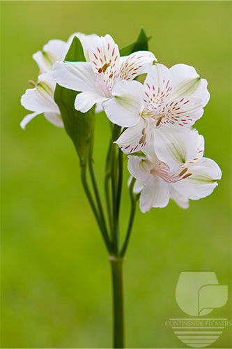 Alstroemerias White Fuji Select