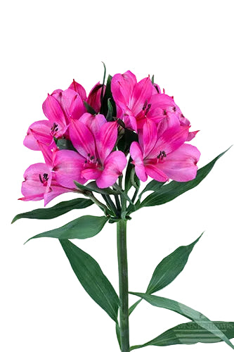 compare product Alstroemerias Hot Pink Intenz Dark Pink Select