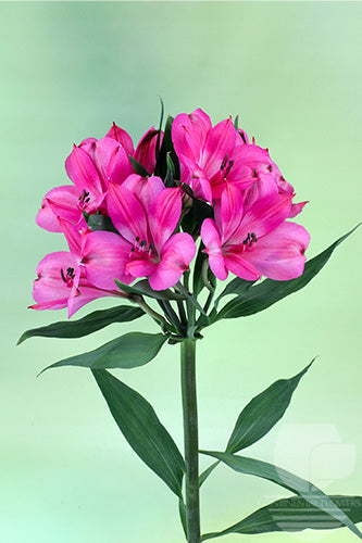 Alstroemerias Hot Pink Intenz Dark Pink Super Select