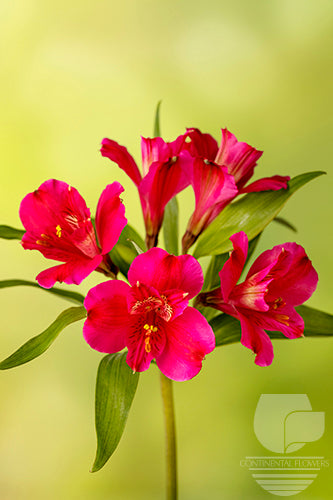 compare product Alstroemerias Hot Pink Ilssa Fancy