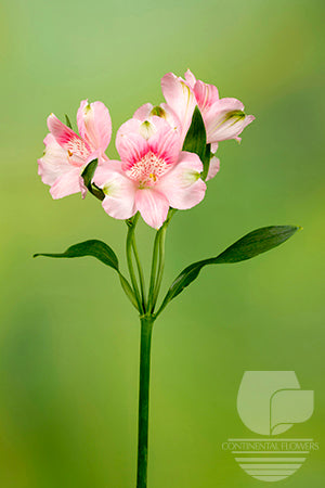 Alstroemerias Pink Kitty Fancy