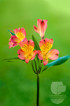 compare product Alstroemerias Orange Lucero Fancy