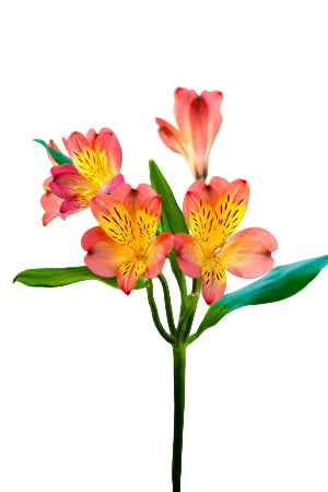 compare product Alstroemerias Orange Lucero Select
