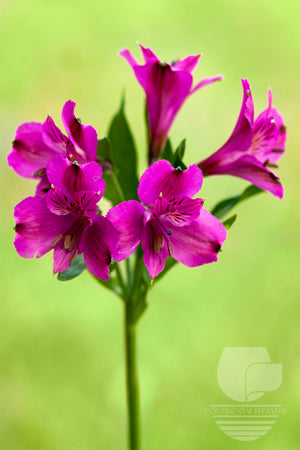 Alstroemerias Purple Napoli Select