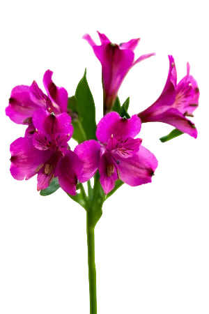 Alstroemerias Purple Napoli Super Select