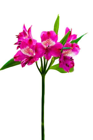 compare product Alstroemerias Hot Pink Navarro Fancy
