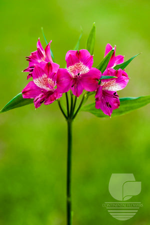 compare product Alstroemerias Hot Pink Navarro Super Select