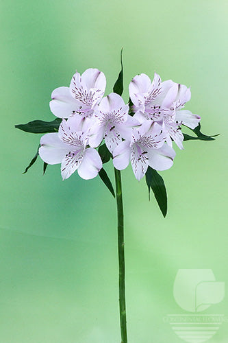 Alstroemerias Lavender Napoleon Select