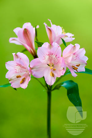Alstroemerias Pink Prima Donna Premium