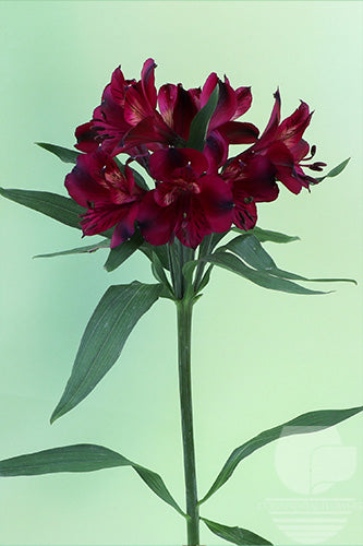 compare product Alstroemerias Purple Pompeii Super Select