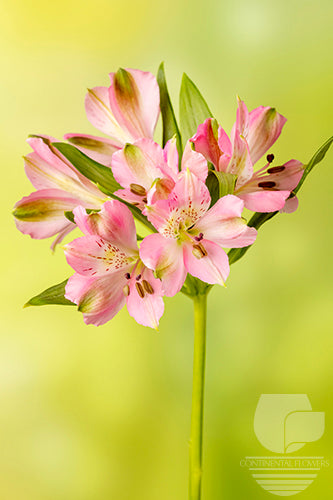 Alstroemerias Pink Pos Select