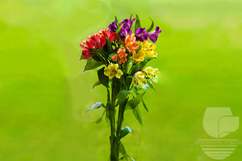 compare product ALSTROEMERIAS FALL PACK SEASONAL FANCY