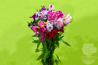 compare product Alstroemerias Valentine Pack Seasonal Fancy