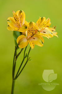 compare product Alstroemerias Yellow Senna Select