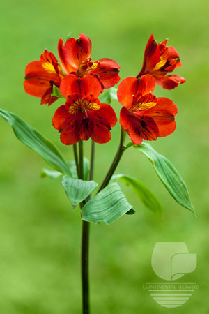 compare product Alstroemerias Orange Tampa Fancy