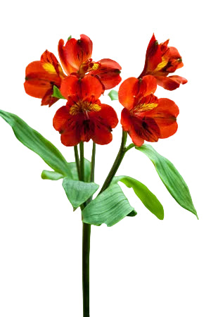 compare product Alstroemerias Orange Tampa Super Select