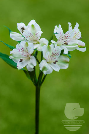 compare product Alstroemerias White Virginia Super Select