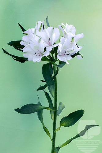 compare product Alstroemerias White Valentina Fancy