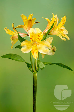 Alstroemerias Yellow Voyager Super Select