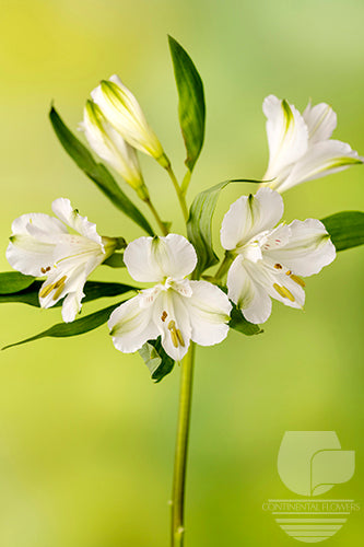 Alstroemerias White Winterfell Fancy