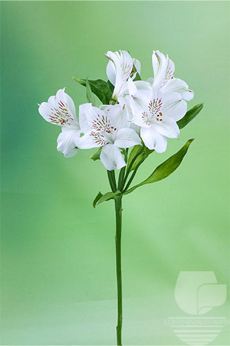 compare product Alstroemerias White Whistler Fancy