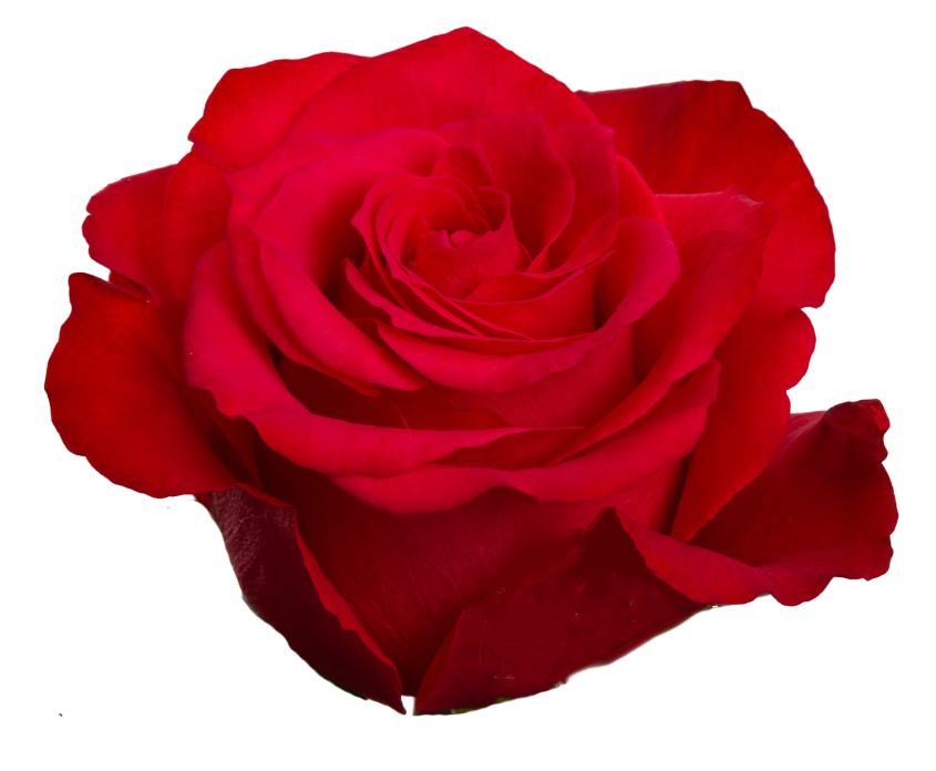 ALTAMIRA Novelty Rose 40