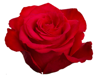 compare product ALTAMIRA Novelty Rose 40