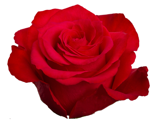 ALTAMIRA Novelty Rose 70