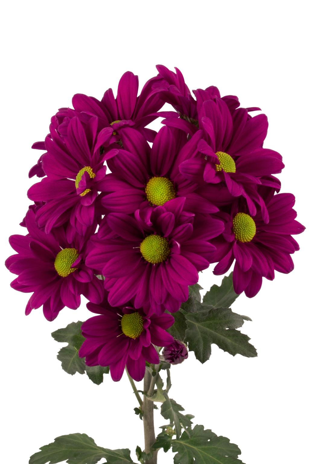 AMOR-FANCY-PU-frontal-2-1024x1536.png