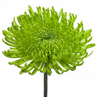 compare product Spider Green